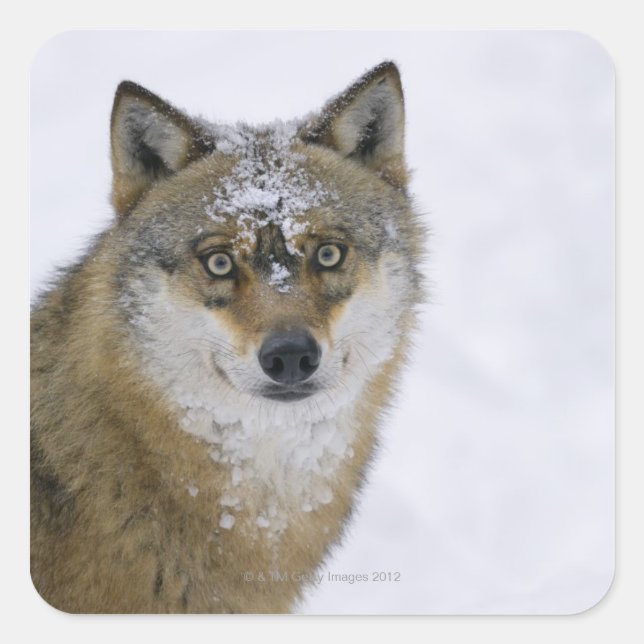 Pegatina Cuadrada Canis lupus, Looking Camera, Alemania, Europa (Anverso)