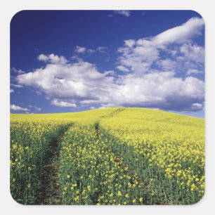 Pegatina Cuadrada Canola amarilla en el condado de Whitman, estado d
