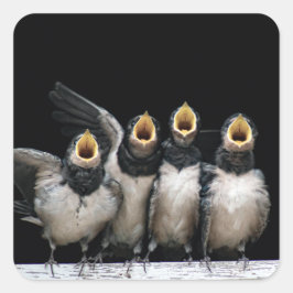 Pegatina Cuadrada Canto de deglución de Barn