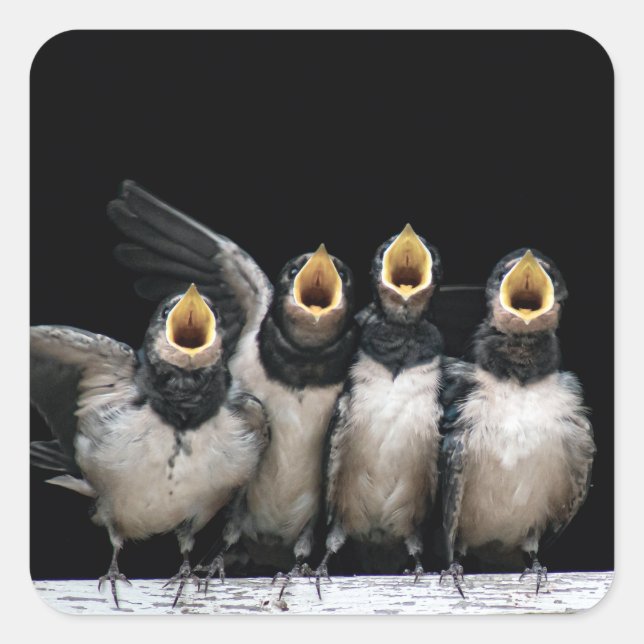 Pegatina Cuadrada Canto de deglución de Barn (Anverso)