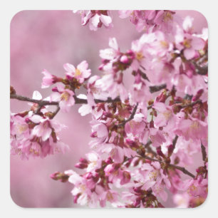 Pegatina Cuadrada Capas pastel de rosa de flor de cerezo Sakura