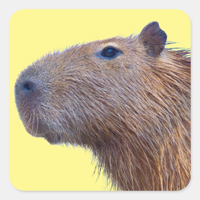 Pegatina Cuadrada Capibara (Anverso)