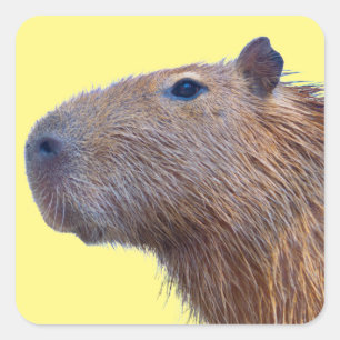 Pegatina Cuadrada Capibara