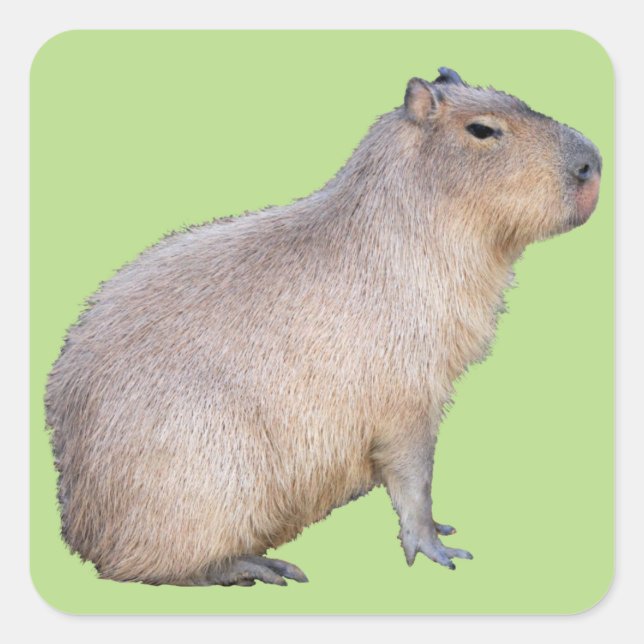 Pegatina Cuadrada Capibara (Anverso)
