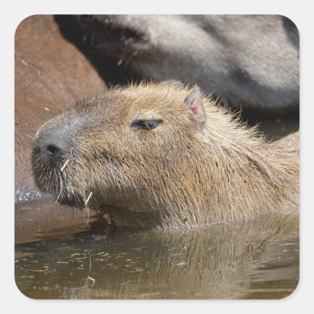 Pegatina Cuadrada Capibara en el agua (Anverso)