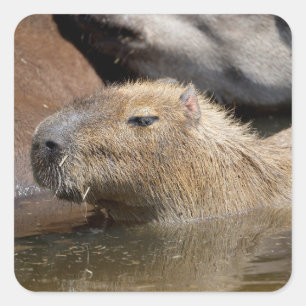 Pegatina Cuadrada Capibara en el agua