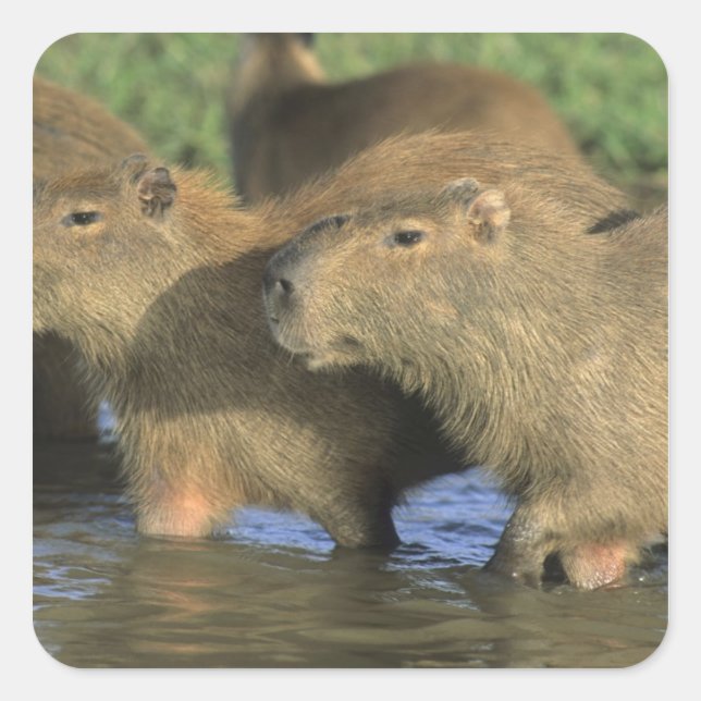 Pegatina Cuadrada Capibara, Hydrochaeris hydrochaeris), del mundo (Anverso)