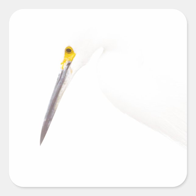 Pegatina Cuadrada Captura de cabeza de Egret (Anverso)