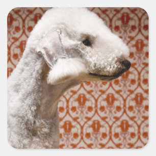 Pegatina Cuadrada Captura de estudio de Bedlington Terrier