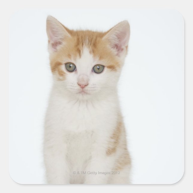 Pegatina Cuadrada Captura de estudio de gatito (Anverso)