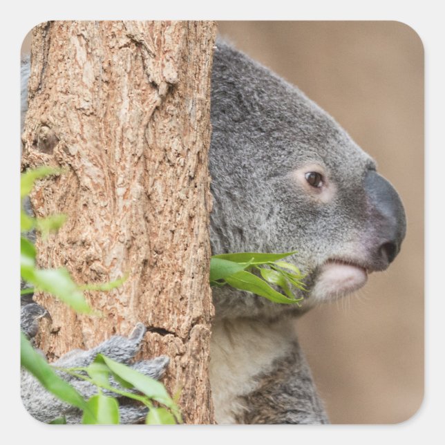 Pegatina Cuadrada Captura de pantalla de Koala (Anverso)