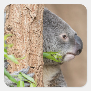 Pegatina Cuadrada Captura de pantalla de Koala