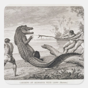 Pegatina Cuadrada Captura de un lagarto con lazo