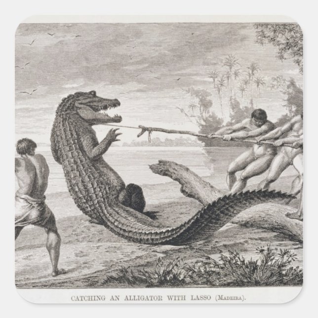 Pegatina Cuadrada Captura de un lagarto con lazo (Anverso)