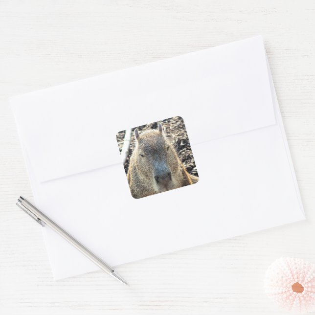 PEGATINA CUADRADA CAPYBARA (Sobre)