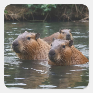 Pegatina Cuadrada Capybaras nadando en el río,