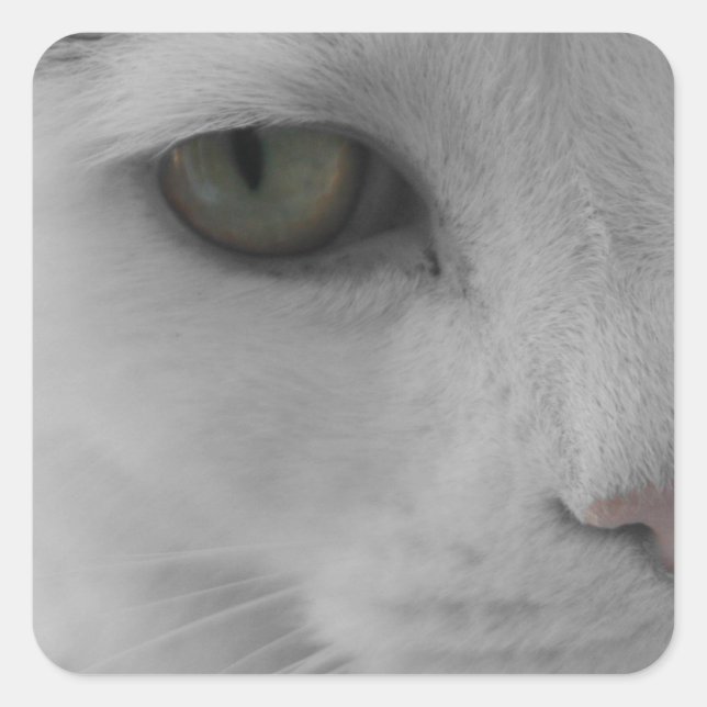Pegatina Cuadrada Cara de gatos negros y blancos (Anverso)