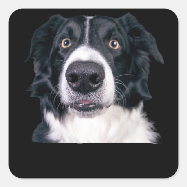 Pegatina Cuadrada Cara de perro negra y blanca (Anverso)