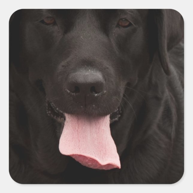 Pegatina Cuadrada Cara de perro negro (Anverso)