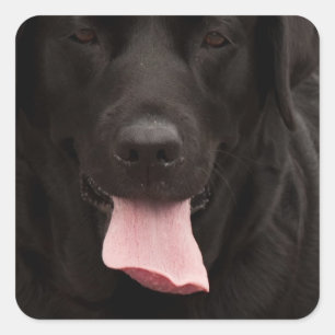 Pegatina Cuadrada Cara de perro negro