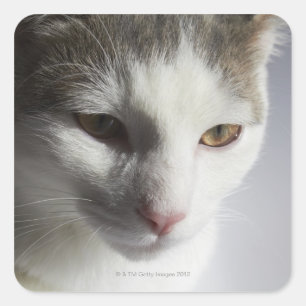 Pegatina Cuadrada Cara de un gato