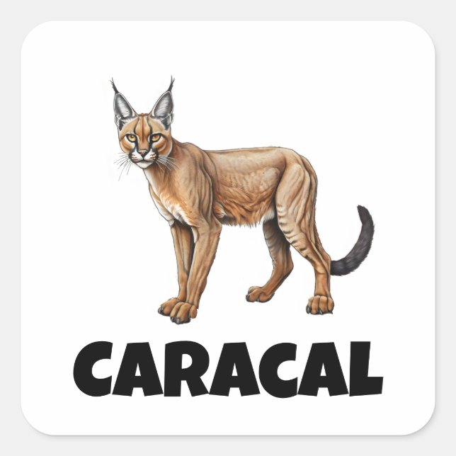 Pegatina Cuadrada Caracal (Anverso)