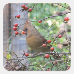 Pegatina Cuadrada Cardenal bonito en Berry Branches Winter