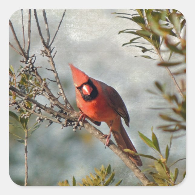 Pegatina Cuadrada Cardenal del Norte en Wax Myrtle (Anverso)