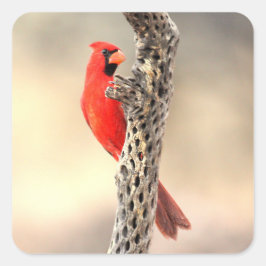 Pegatina Cuadrada Cardenal en costilla de colla
