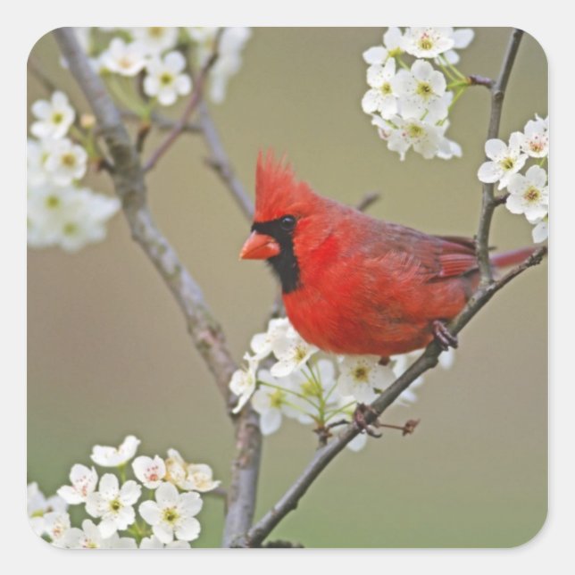 Pegatina Cuadrada Cardenal norteño (Anverso)