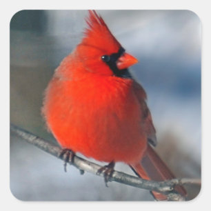Pegatina Cuadrada Cardenal rojo Bird