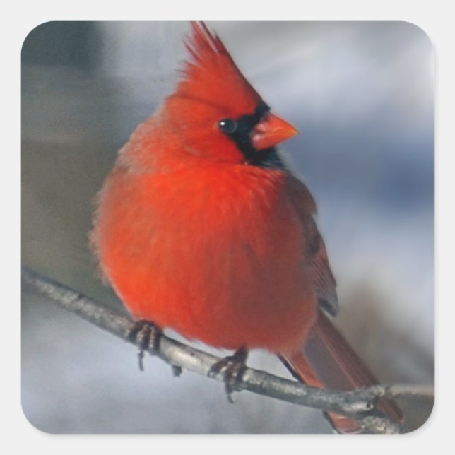 Pegatina Cuadrada Cardenal rojo Bird (Anverso)