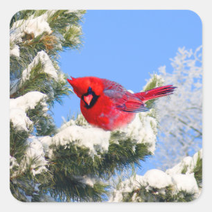 Pegatina Cuadrada Cardenal rojo dulce en árbol nevado