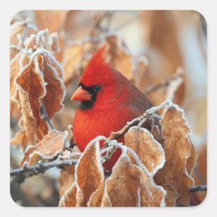 Pegatina Cuadrada Cardenal Rojo en Hojas de Otoño Heladas