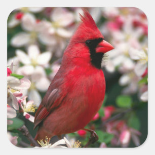 Pegatina Cuadrada Cardenal rojo masculino
