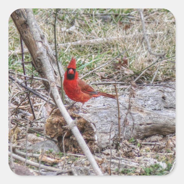 Pegatina Cuadrada Cardenal Vibrante (Anverso)