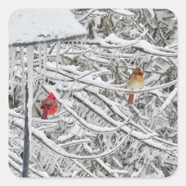 Pegatina Cuadrada Cardenales (Anverso)