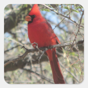 Pegatina Cuadrada Cardinal