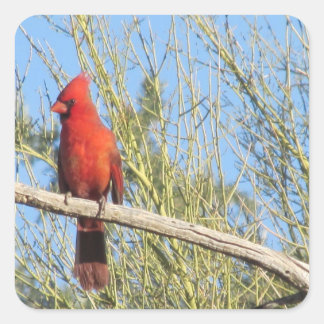 Pegatina Cuadrada Cardinal