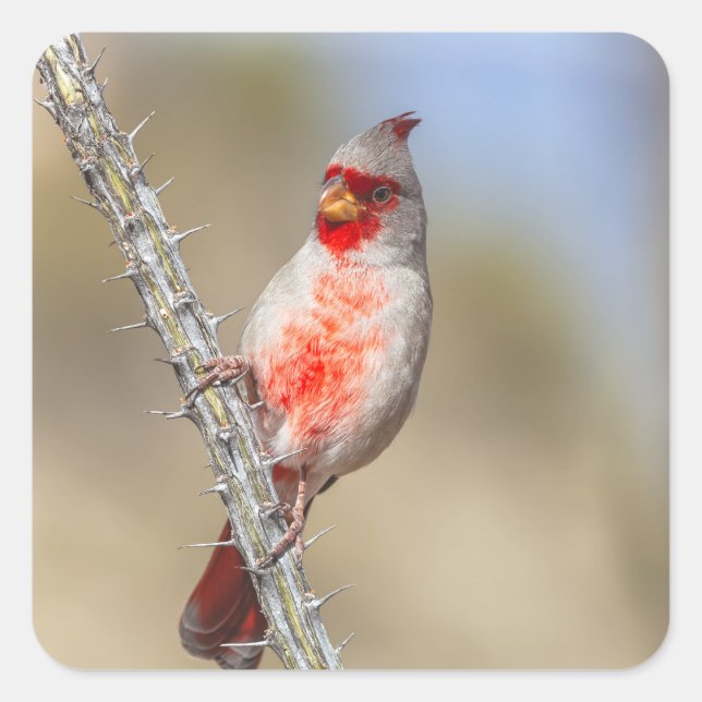 Pegatina Cuadrada Cardinal desierto (Anverso)