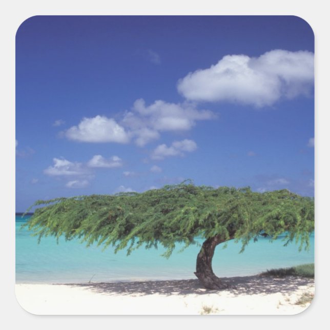 Pegatina Cuadrada Caribe, Aruba. Playa Eagle (Anverso)