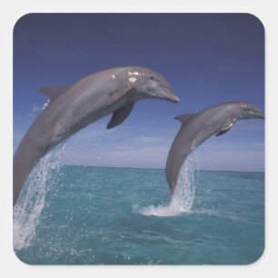 Pegatina Cuadrada Caribe, delfines mulares Tursiops