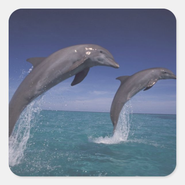 Pegatina Cuadrada Caribe, delfines mulares Tursiops (Anverso)