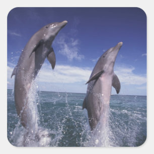 Pegatina Cuadrada Caribe, delfines mulares Tursiops