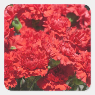 Pegatina Cuadrada Carnaciones rojas