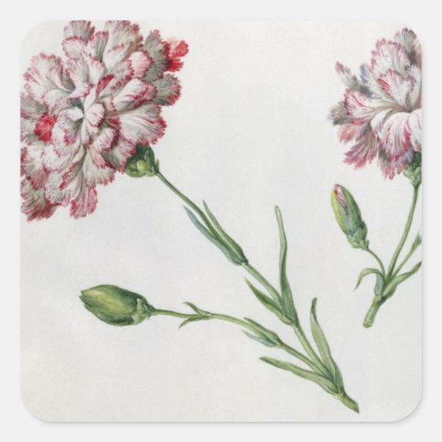 Pegatina Cuadrada Carnations (p/c sobre papel) (Anverso)