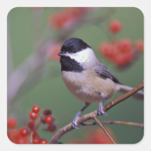 Pegatina Cuadrada Carolina Chickadee