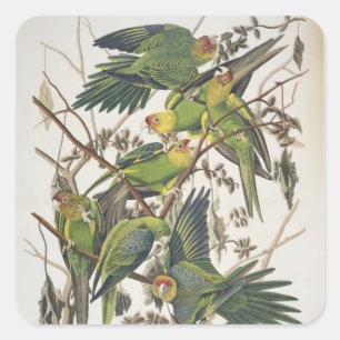 Pegatina Cuadrada Carolina Parakeet, de 'Birds of America', 1829