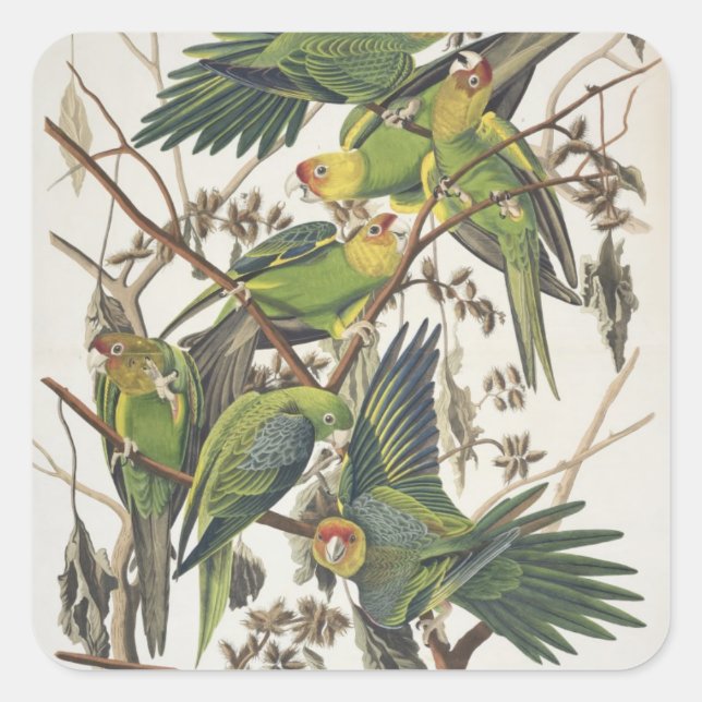 Pegatina Cuadrada Carolina Parakeet, de 'Birds of America', 1829 (Anverso)