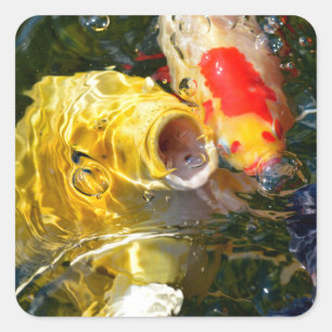 Pegatina Cuadrada Carpa amarilla koi y pez dorado en la superficie d